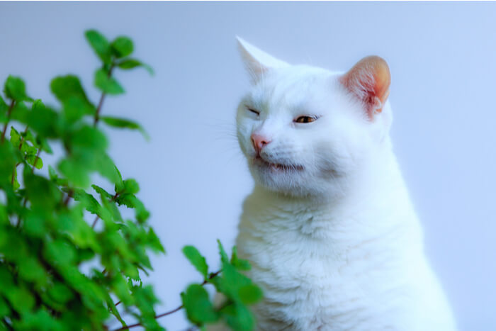 Gato blanco estornudando al lado de una planta verde