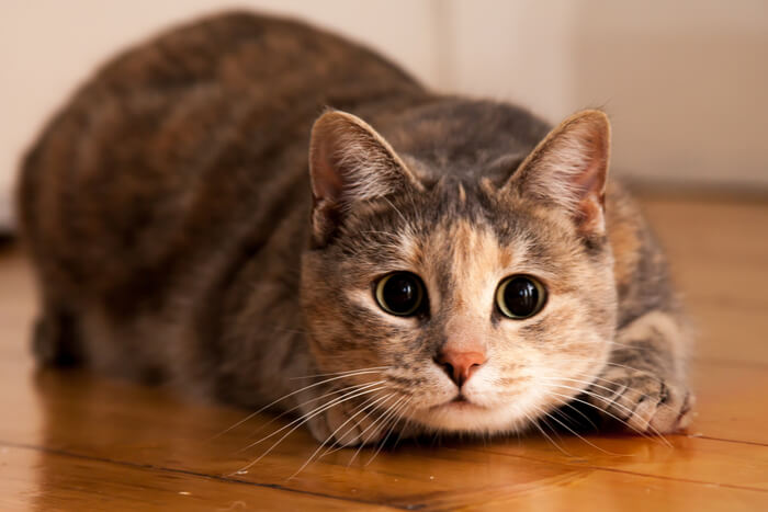 Un gato con los ojos muy abiertos en medio de "zumbidos", con una expresión estimulante y ligeramente salvaje mientras corre con una energía incontenible.