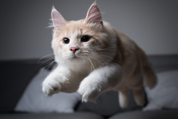 Un gato juguetón corriendo por la habitación en un estallido de energía, con su pelaje erizado y la cola arqueada, atrapado en el emocionante acto de experimentar "zoomies".