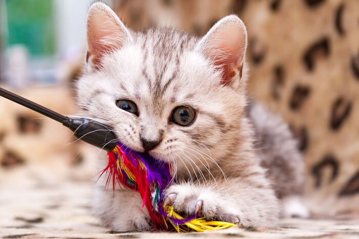 Juguete de plumas Zoomies para gatos