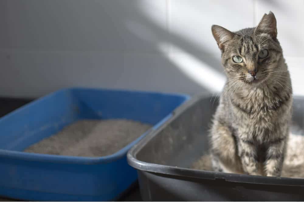 Gato en caja de arena: posibles síntomas de insuficiencia renal.