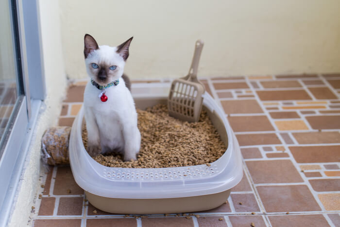 Gato dentro de una caja de arena.