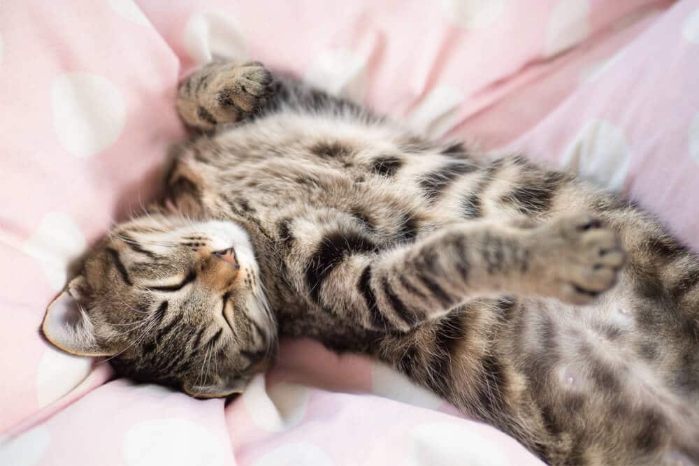 Gato durmiendo boca abajo