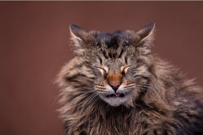 Una imagen que captura a un gato Maine Coon estornudando.