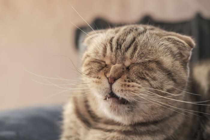 Una imagen que muestra a un gato Scottish Fold captado en el acto de estornudar.