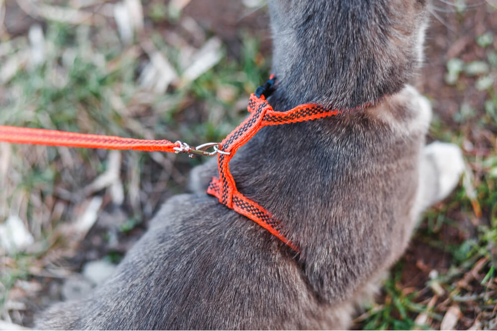 Gato con arnés para caminar estilo H y correa