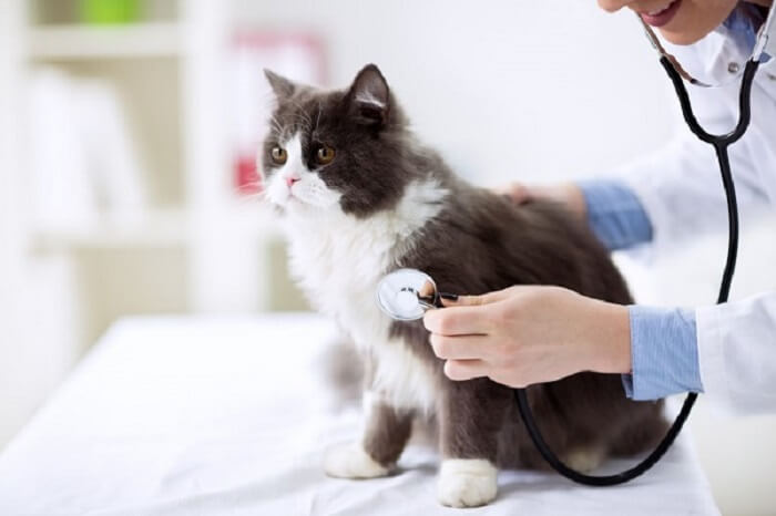 Revisión del gato en el consultorio del veterinario.