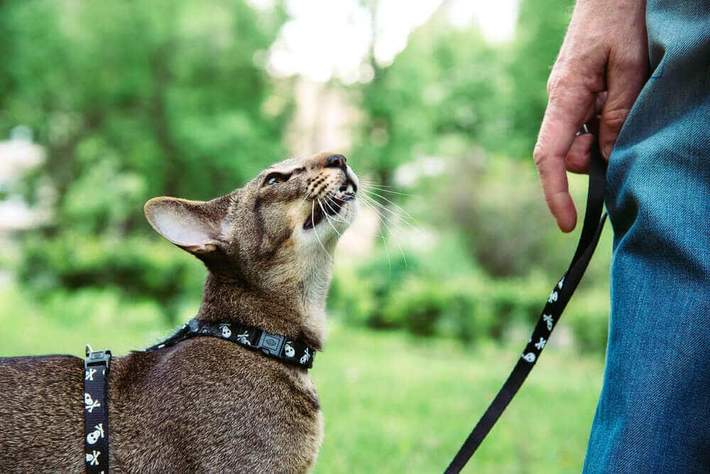 Cómo pasear a un gato con correa