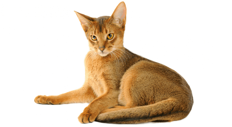 Abisinio Cat Breed: Size, Appearance & Personality