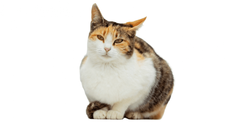  Gato del Egeo Breed Image