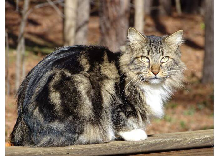 Gato Bobtail americano en el bosque