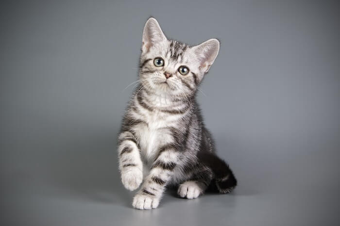 Americano de pelo corto Historia del gato