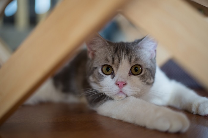 Americano de pelo áspero Historia del gato