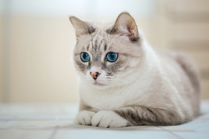 Americano de pelo áspero Cat Care