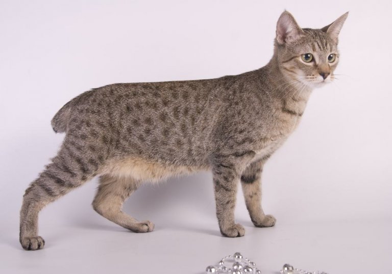 About the Bobtail americano Cat