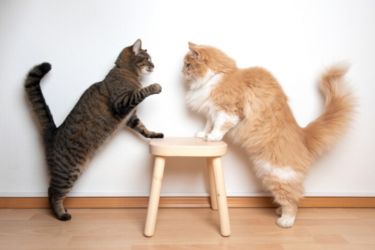 ¿Cómo saber si mis gatos juegan o pelean?