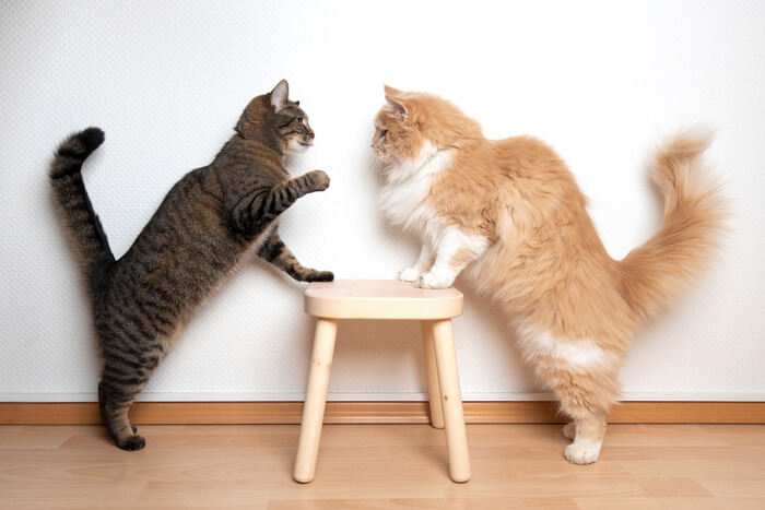 Una imagen que muestra gatos participando en interacciones que difuminan la línea entre pelear y jugar, resaltando la naturaleza a veces ambigua del comportamiento felino.