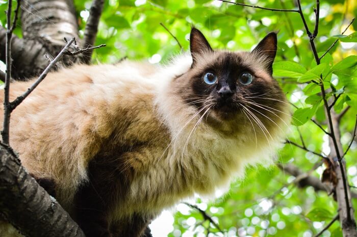 Una fotografía que muestra un elegante gato balinés, resaltando su lujoso pelaje y su comportamiento refinado.