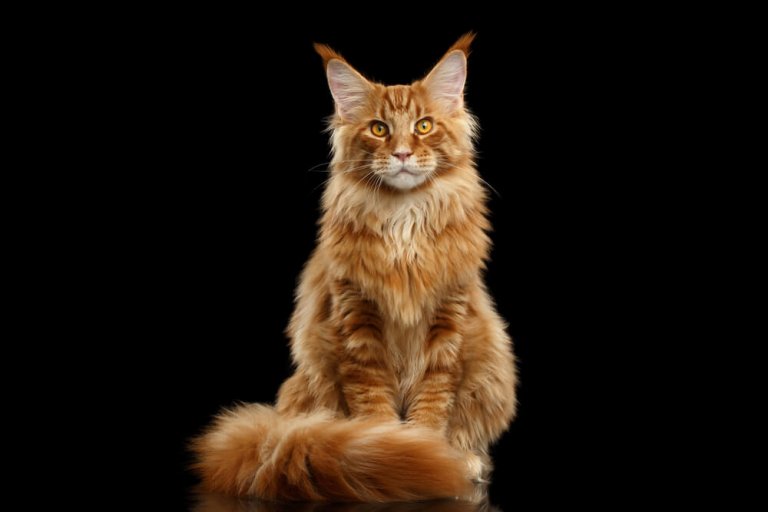 About the Maine coon Cat