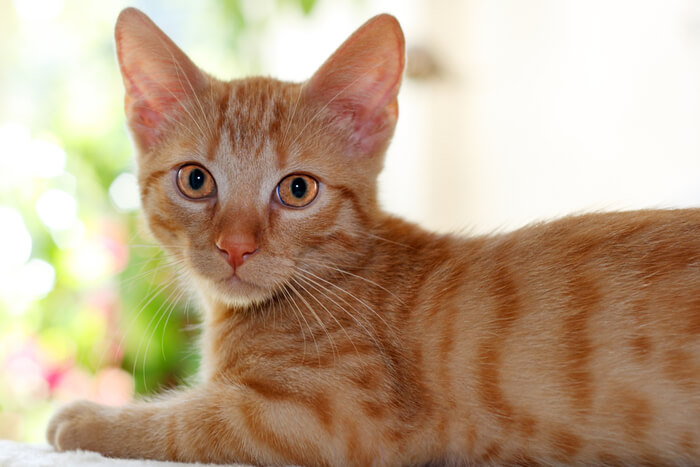 Gato naranja sentado y mirando atentamente