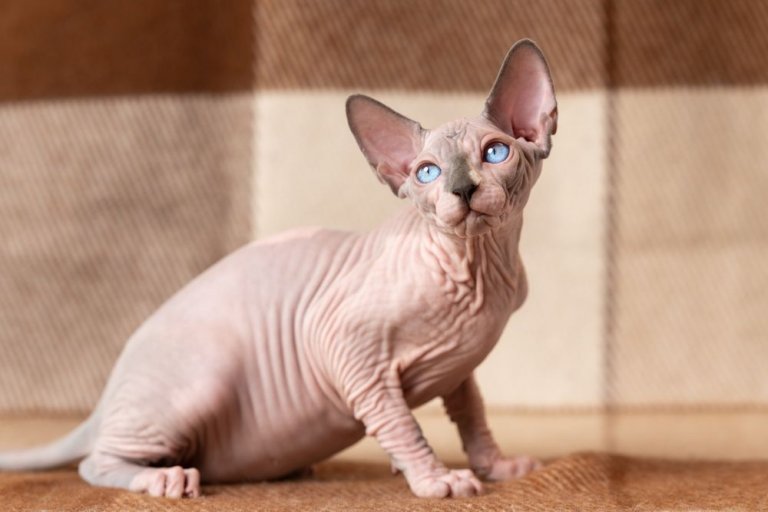 About the Gato esfinge (sphynx) Cat