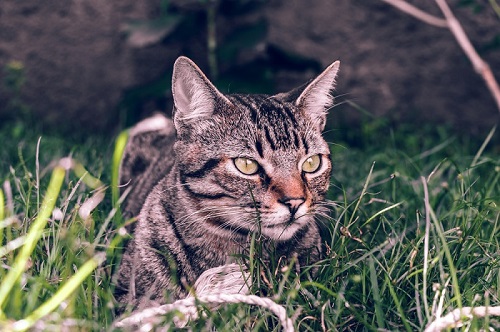 Brasileño de pelo corto Cat Care