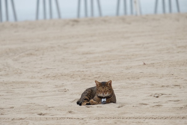 About the California Spangled Gato