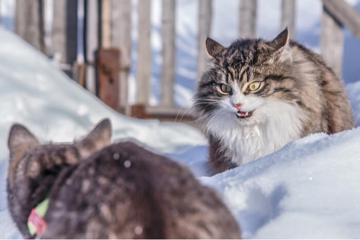 Gatos peleando en la nieve