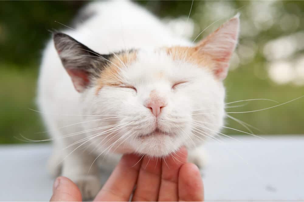 Gato rascándose debajo de la barbilla