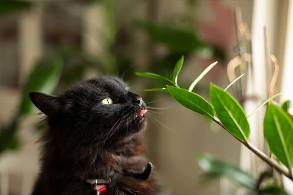 Gato mordiendo una planta de interior