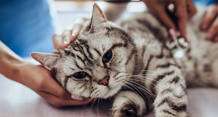 Una imagen que retrata a un gato sometiéndose a un chequeo completo en el consultorio del veterinario.