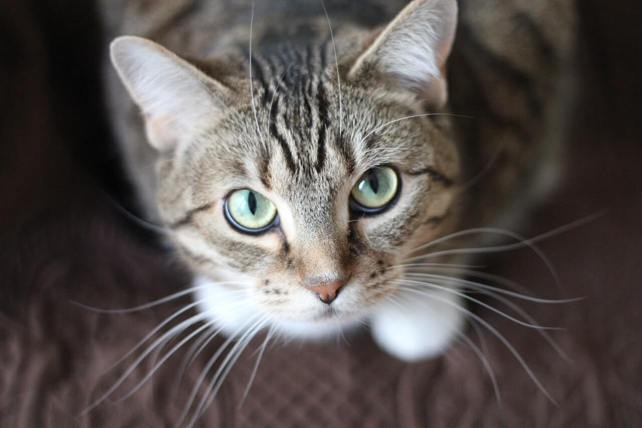 Un gato que mira directamente a la cámara, interactuando con el espectador y exhibiendo su mirada cautivadora.