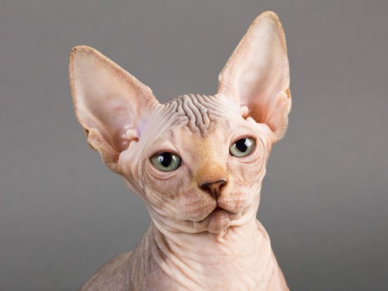 Gato esfinge (sphynx) Cat Care