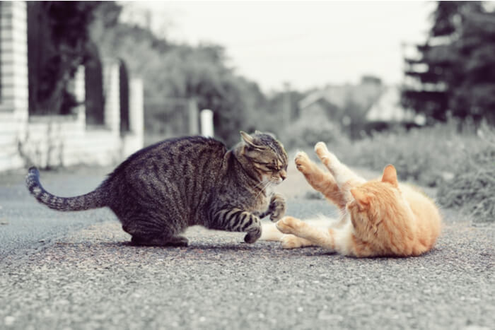 Gatos capturados en un momento de interacción, planteando la pregunta de si están peleando o jugando, mostrando la complejidad de los comportamientos felinos.