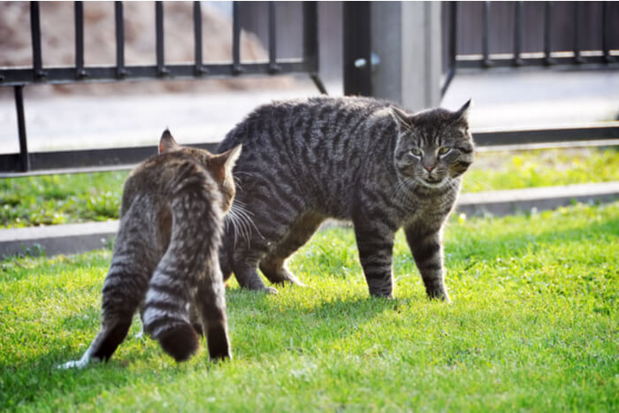 Una imagen que representa un momento tenso entre dos gatos en un césped verde.