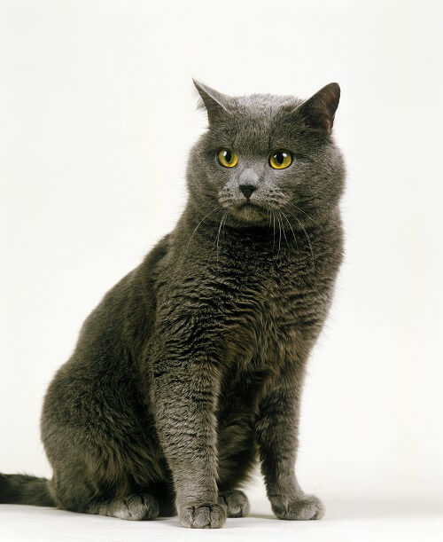 Chartreux Historia del gato