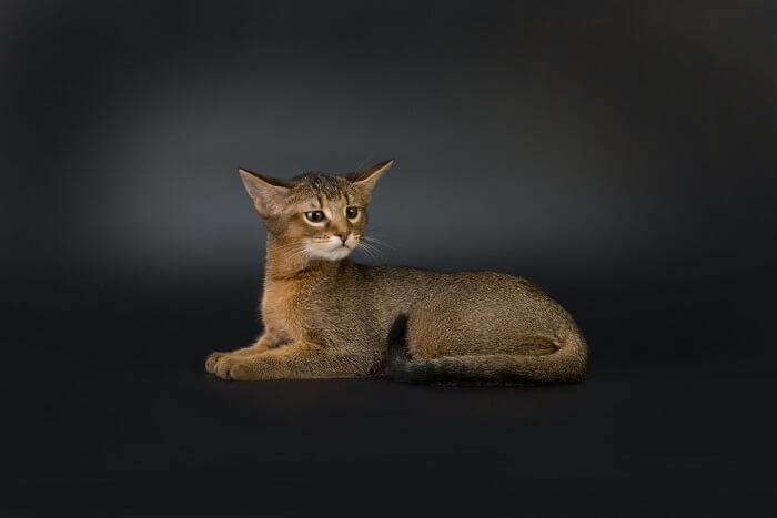 About the Chausie Gato