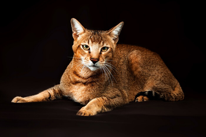 Imagen de gatos Chausie, reconocidos por su apariencia salvaje y patrón de pelaje distintivo, en una pose grupal cautivadora y encantadora.