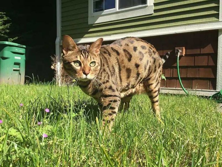 Cheetoh Historia del gato