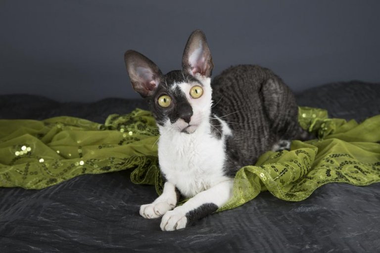 Cornish Rex Historia del gato