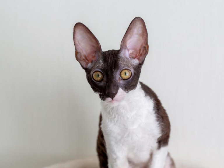 About the Cornish Rex Gato