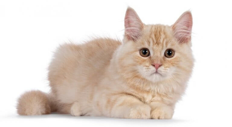 Cymric Cat Breed: Size, Appearance & Personality