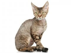 Devon Rex cat