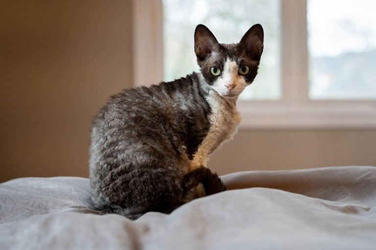 Devon Rex Historia del gato