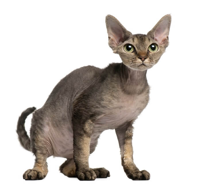 Imagen de un gato Devon Rex, conocido por su singular pelaje rizado y sus grandes orejas, sentado con curiosidad y resaltando su característica distintiva y entrañable.