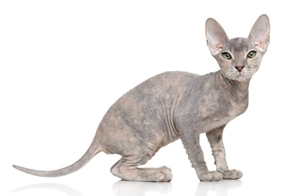 Donskoy Cat Breed: Size, Appearance & Personality