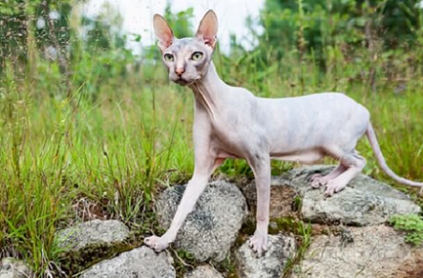 Donskoy Cat Breed: Size, Appearance & Personality