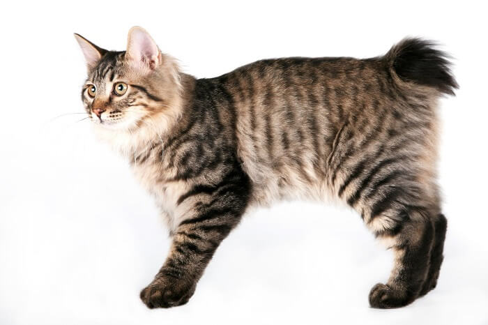 Kurilian Bobtail Historia del gato