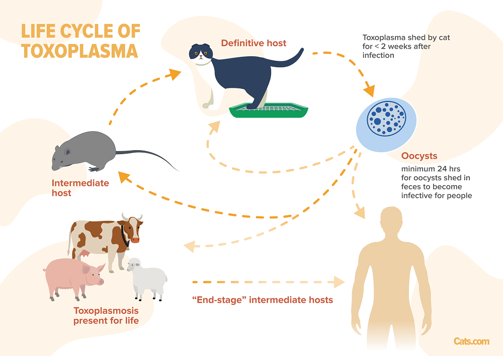 Ciclo de vida de la toxoplasmosis