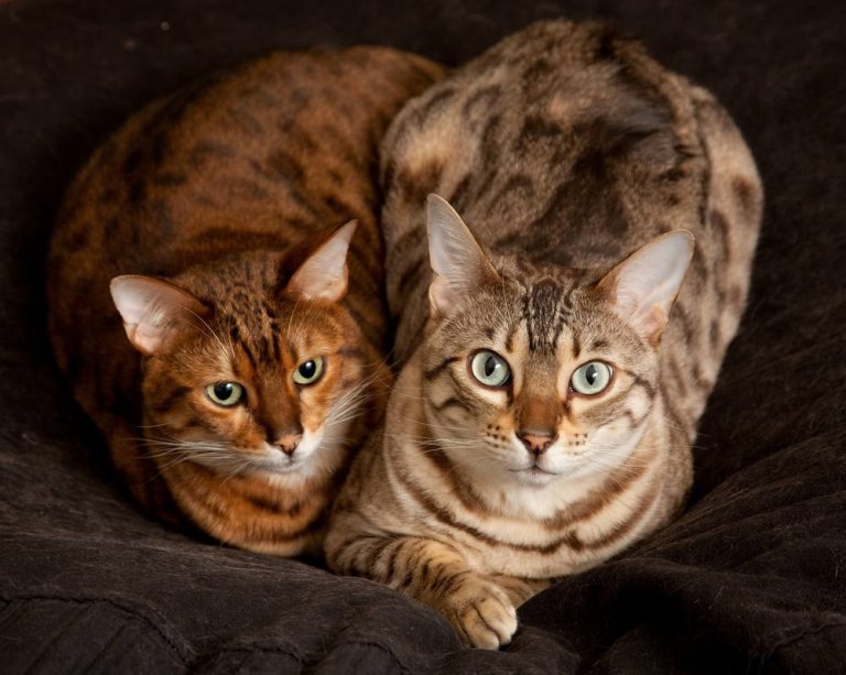 Bengalí Cat Care